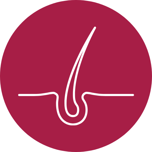 Growing hair root icon